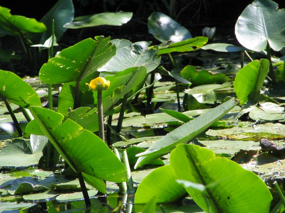 água natureza grama plantar