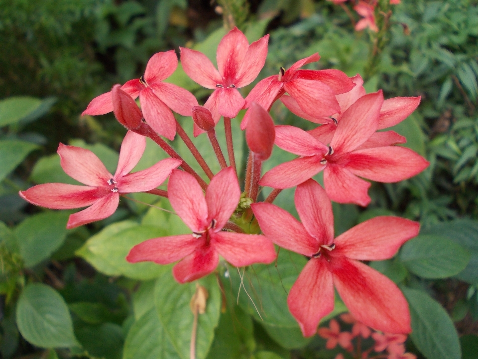 Blüte anlage stengel blatt