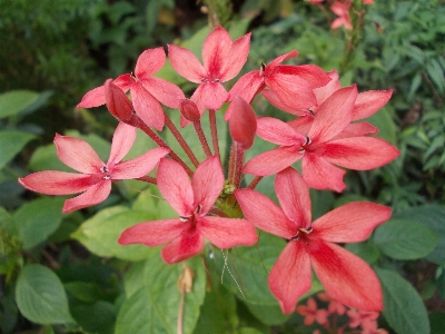 Blossom plant stem leaf Photo