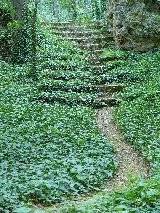 Tree nature forest path