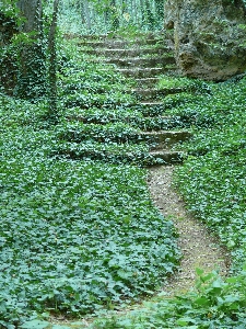 Foto árvore natureza floresta caminho