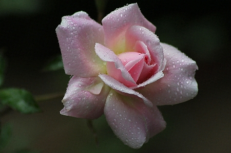 Blossom plant photography stem Photo