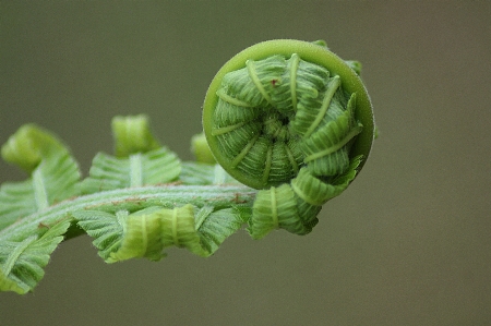 Nature plant photography leaf Photo