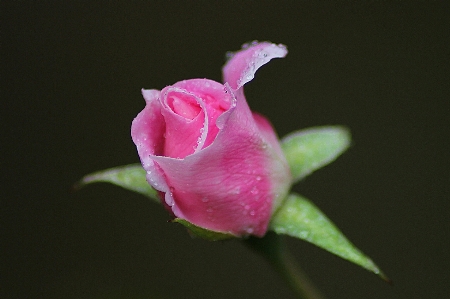 Blossom plant photography stem Photo