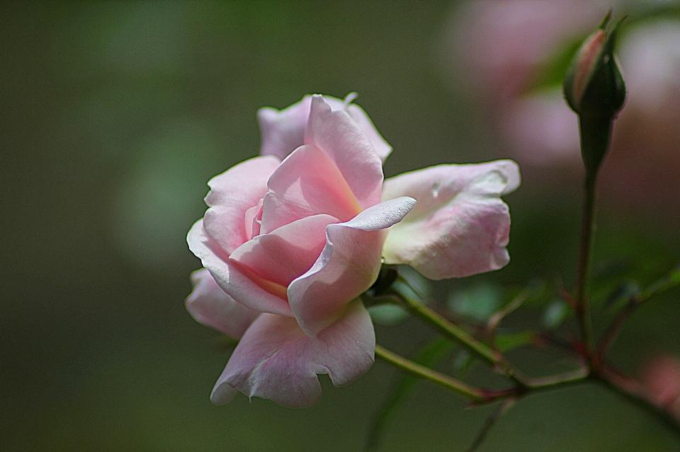 Blossom plant photography stem