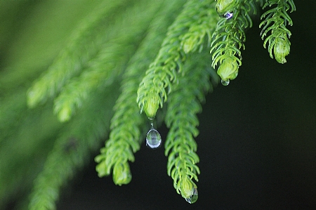 Tree water nature grass Photo