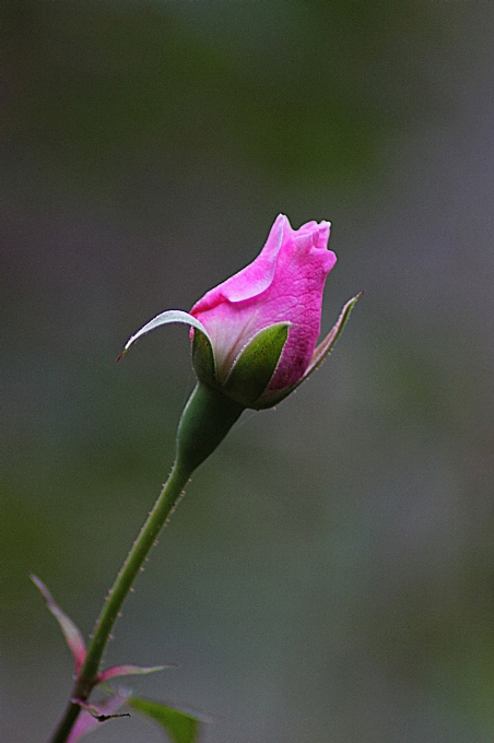 Florescer plantar fotografia tronco