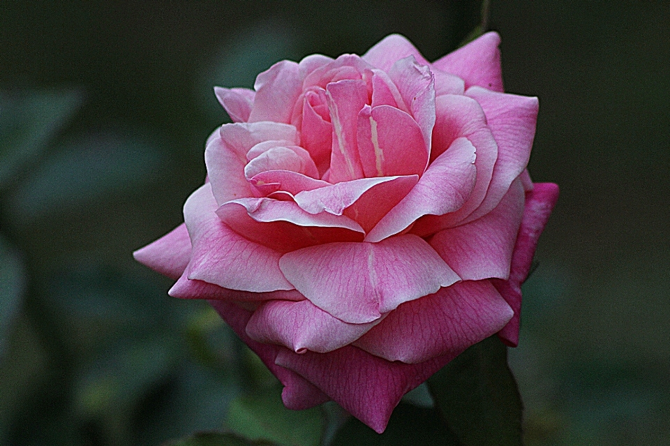 Natura fiore pianta stelo