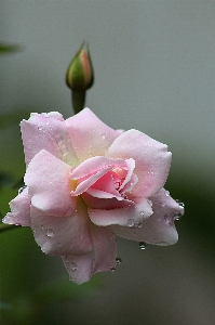 Blossom plant photography stem Photo