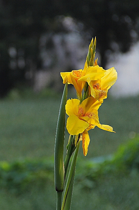 Blossom plant stem flower