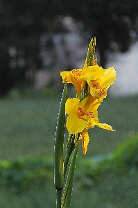 Blossom plant stem flower Photo