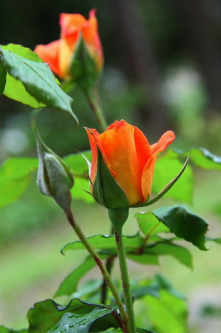 自然 花 植物 葉