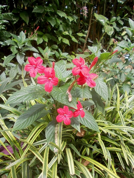 Blossom plant stem leaf