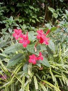 Blossom plant stem leaf Photo