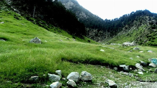 Landscape nature forest grass Photo