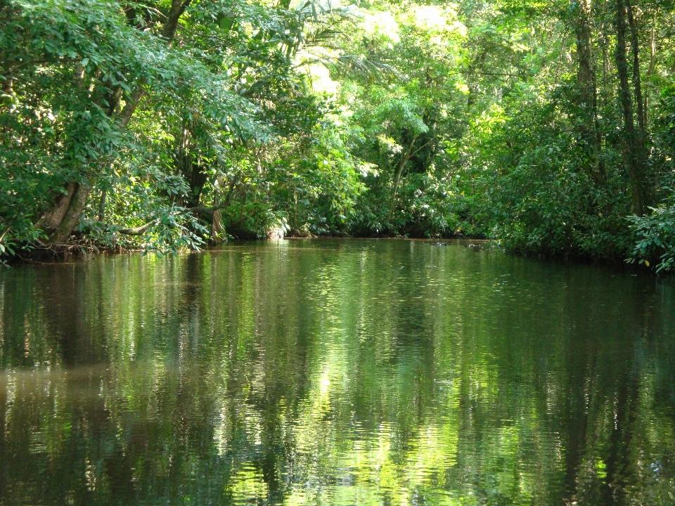 Arbre nature forêt marais