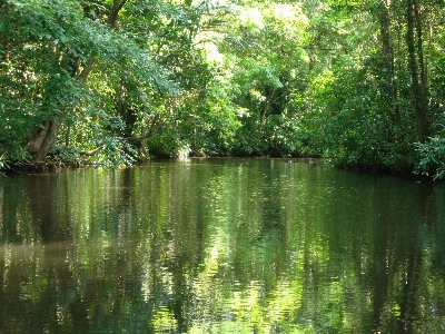 Tree nature forest swamp Photo