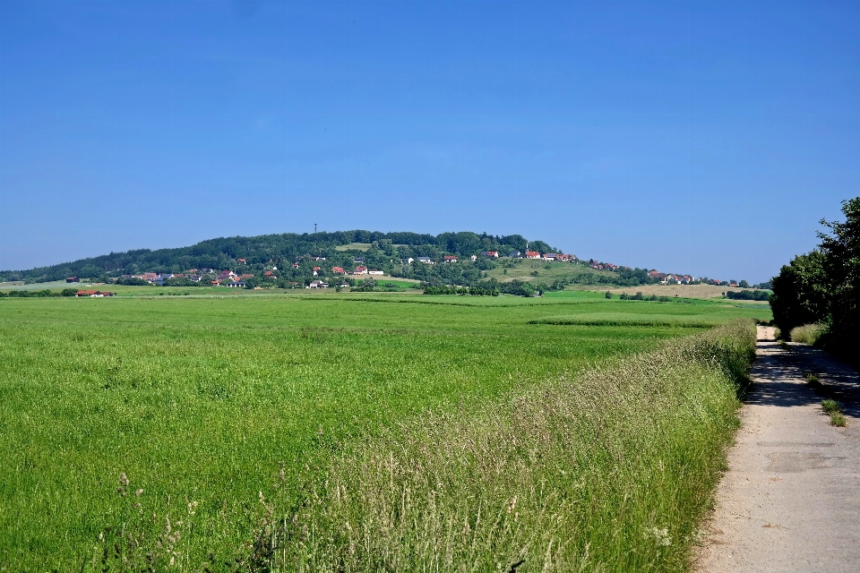 Paesaggio natura foresta sentiero