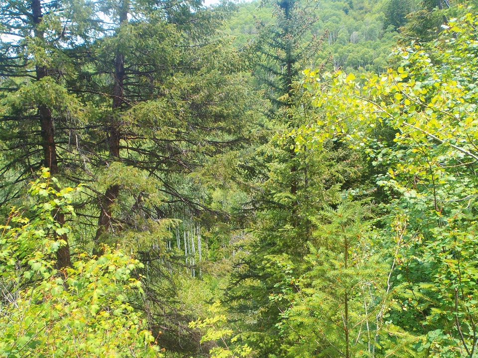 Paysage arbre nature forêt