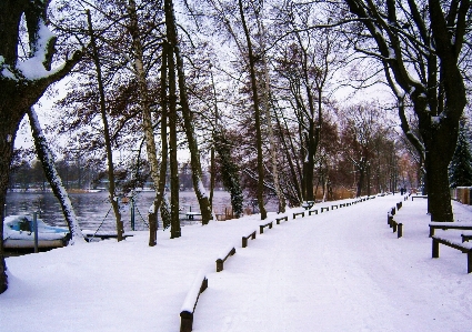 Tree nature snow winter Photo