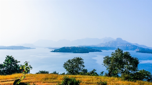 Landscape sea coast tree Photo