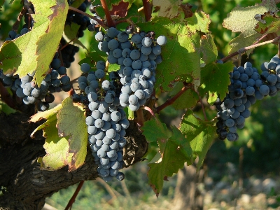 Plant grape wine fruit Photo