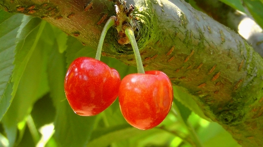 Tree nature branch plant Photo