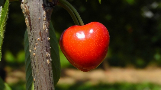 Apple 木 自然 ブランチ 写真