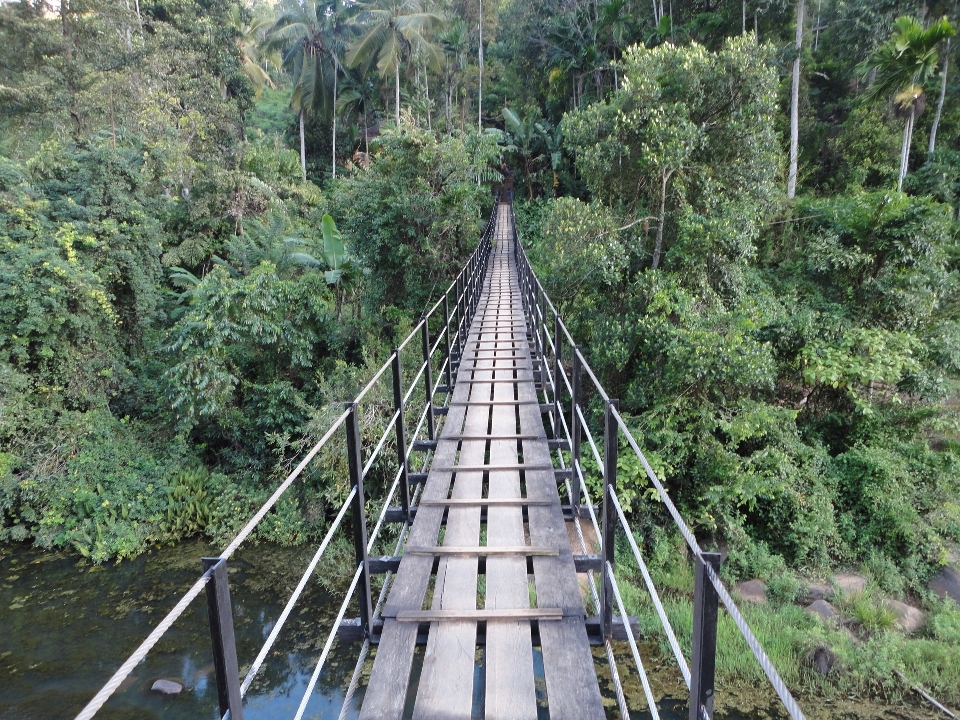 água floresta acompanhar ponte