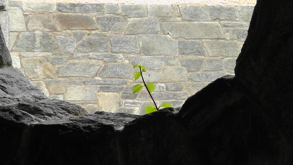 Natur rock zweig anlage