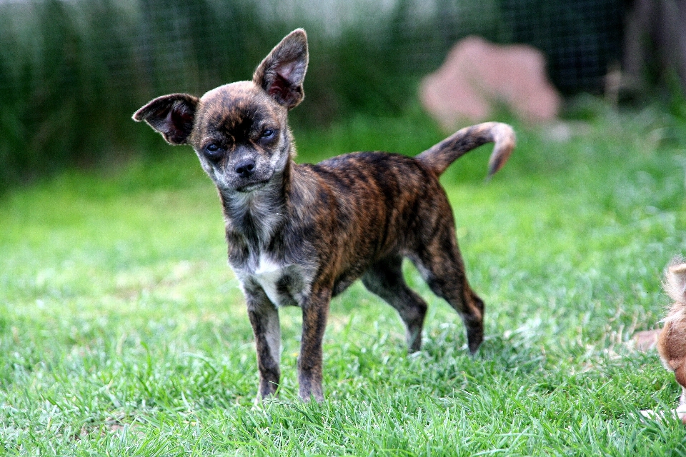 Cane animale mammifero vertebrato
