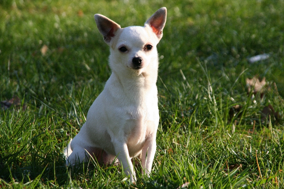 Chien animal mammifère vertébré
