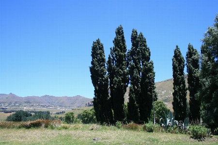 Landscape tree nature forest Photo