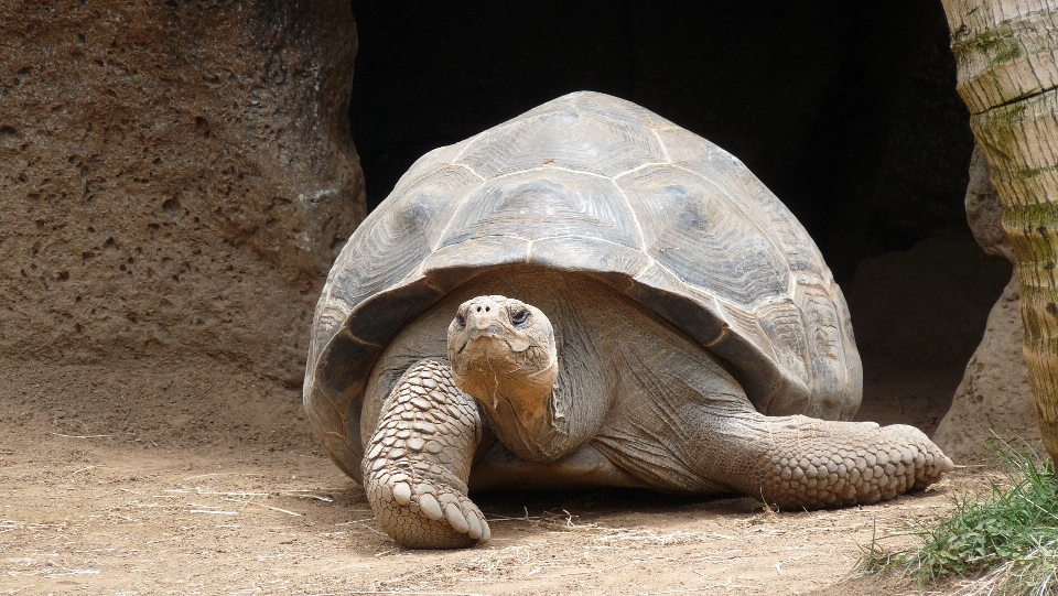 Wildlife zoo turtle reptile