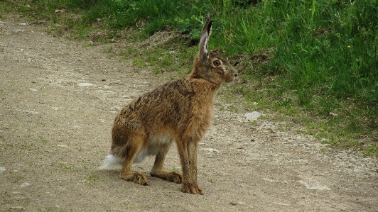 野生動物 野生 哺乳類 fauna 写真