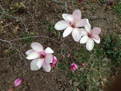 Blossom plant stem leaf Photo