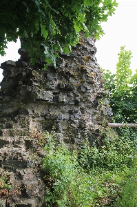 木 自然 rock 壁 写真