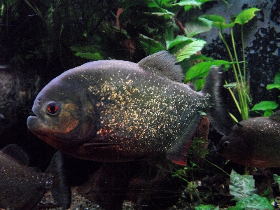 Water underwater zoo biology Photo