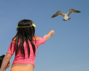 ビーチ 海 鳥 フライト 写真