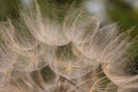 Nature grass plant field Photo