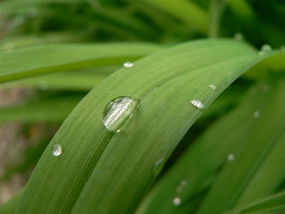 Water nature grass drop Photo