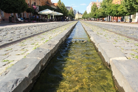 Photo Eau piste trottoir
 fleur