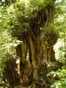 Foto Paisagem árvore floresta filial