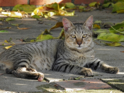 Foto Kucing mamalia fauna cambang
