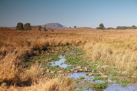 Foto Lanskap alam rumput luar ruangan