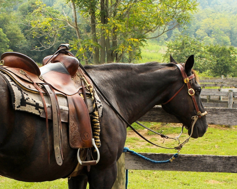 Bauernhof sitz horn ranch
