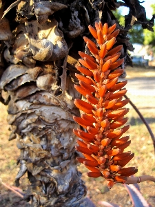 Foto Albero pianta foglia fiore