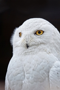 Bird wing white beak Photo