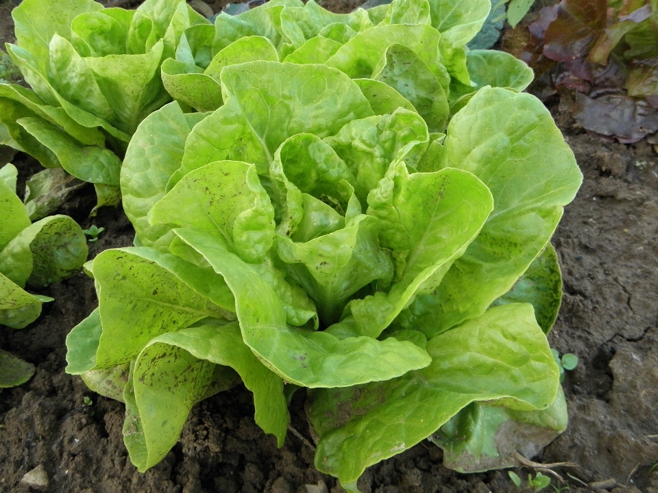 Essen produzieren gemüse boden