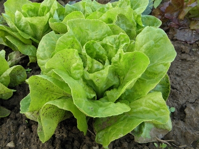 Food produce vegetable soil Photo